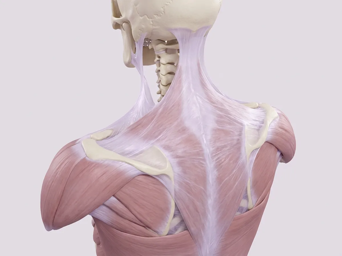 An anatomical model of the neck, shoulders and upper back from behind, the muscles across the shoulders and between the shoulder blades wrapped in one sheet of fascia.
